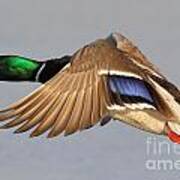 Male Mallard Duck In Flight #14 Art Print