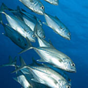 A School Of Bigeye Trevally, Papua New #2 Art Print