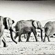 African Elephant In The Masai Mara #3 Art Print