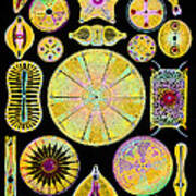 Art Of Diatom Algae (from Ernst Haeckel) #2 Art Print