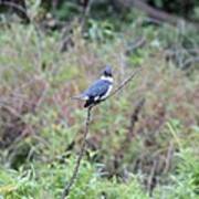 Belted Kingfisher #2 Art Print