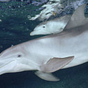 Bottlenose Dolphin Underwater Pair #2 Art Print