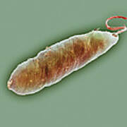 Euglena Protozoan, Sem #2 Art Print