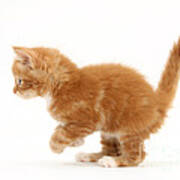 Ginger Kitten #2 Art Print