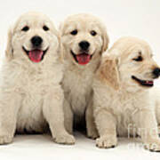 Golden Retriever Puppies #2 Art Print