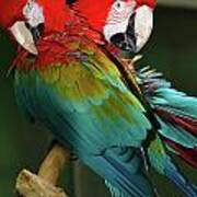 2 Red Macaws Art Print