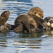 Sea Otter Mother And Pup Elkhorn Slough Art Print