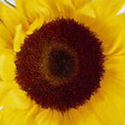 Sunflower (helianthus Annuus) #2 Art Print