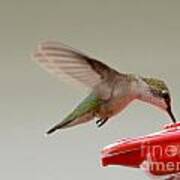 Hummingbird #21 Art Print