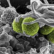 Methicillin-resistant Staphylococcus Art Print