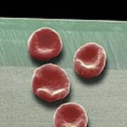 Red Blood Cells, Sem #26 Art Print