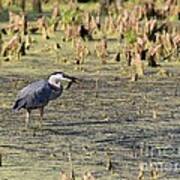 Great Blue Heron #27 Art Print