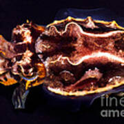 Flamboyant Cuttlefish #3 Art Print