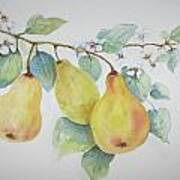 3 Pears Art Print