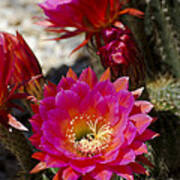 Pink Cactus Flowers #3 Art Print