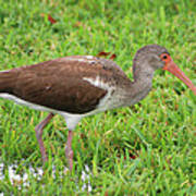 38- Brown Ibis Art Print