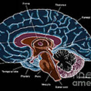 Illustration Of Human Brain #4 Art Print
