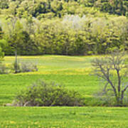 Spring Farm Landscape With Dandelion Bloom In Maine #4 Art Print