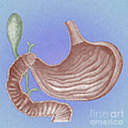 Stomach And Bile Duct #4 Art Print