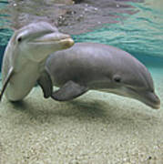 Bottlenose Dolphin Underwater Pair #5 Art Print