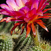 Dark Pink Cactus Flower #5 Art Print