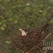 Yellow-billed Cuckoo #5 Art Print