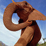 African Elephant Loxodonta Africana #6 Art Print