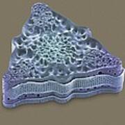 Diatom, Sem #76 Art Print