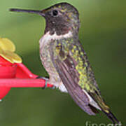 Ruby Throated Hummingbird #8 Art Print