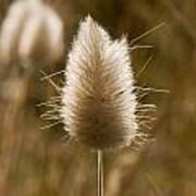 A Beautiful Seed Pod With Beautiful Sun Reflection Art Print