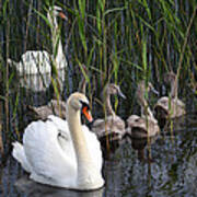 A Bevy  Of Swans. Art Print