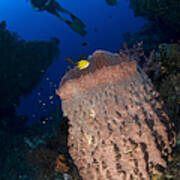 A Diver Looks On At A Giant Barrel Art Print