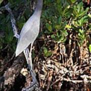 A Heron Type Bird In The Mangroves Art Print
