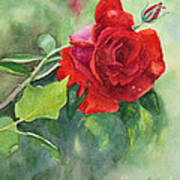 A Red Red Rose Art Print