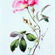 A Rose Art Print