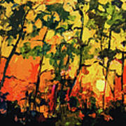 Abstract Sunlight Through The Pines Art Print