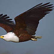 African Fish Eagle Haliaeetus Vocifer Art Print