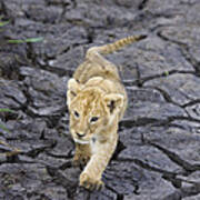 African Lion Cub Walking On Dry Art Print