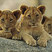 African Lion Three Cubs Resting Art Print