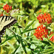 Ageless Grace On Butterfly Weed Ii Art Print