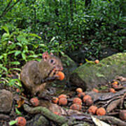 Agouti Dasyprocta Punctata Feeding Art Print