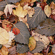 Allegheny Leaf Litter Art Print