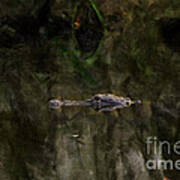 Alligator In Swamp Art Print