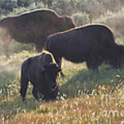 American Bison In Yellowstone Art Print