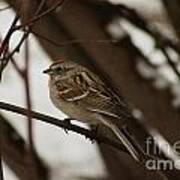 American Tree Sparrow Art Print