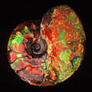 Ammonite Fossil Art Print