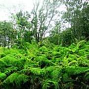 Among The Ferns Art Print