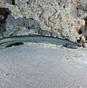 An American Eel Prowls Along The Edge Art Print