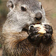 Animal - Woodchuck - Eating Art Print