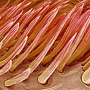 Ant Sensory Hairs, Sem Art Print